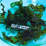 Crunchy Seaweed Chips: The Ocean’s Healthy Snack Revolution